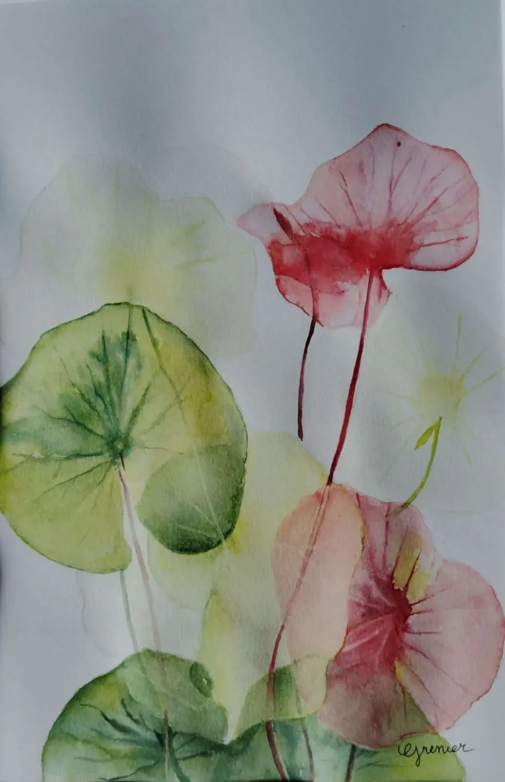 Feuilles transparentes