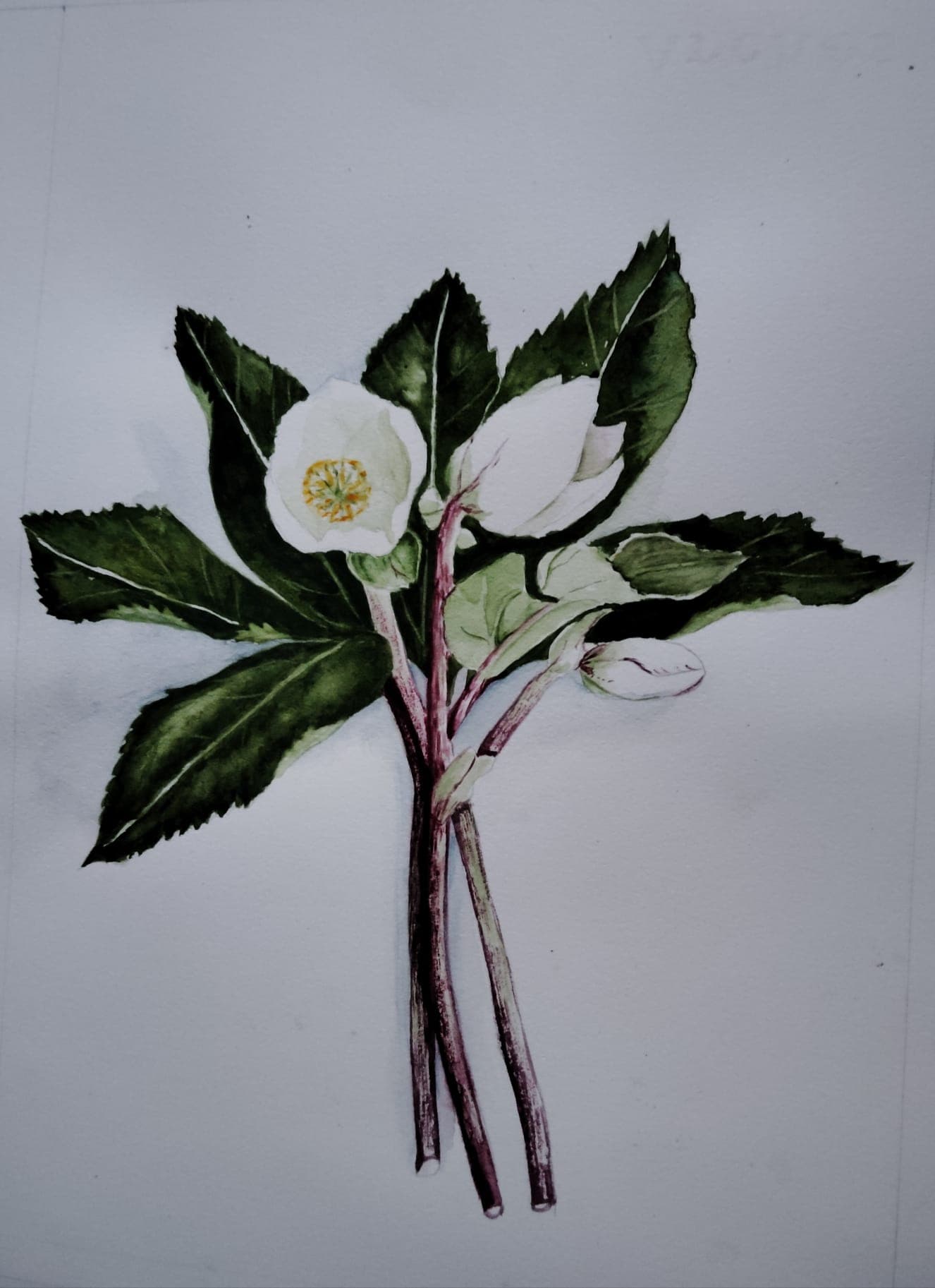 Bouquet d&rsquo;Héllébores